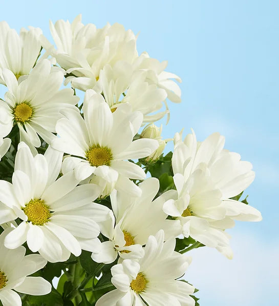 Joyeuse marguerite 