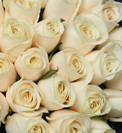 Cœur de l'océan/29 roses