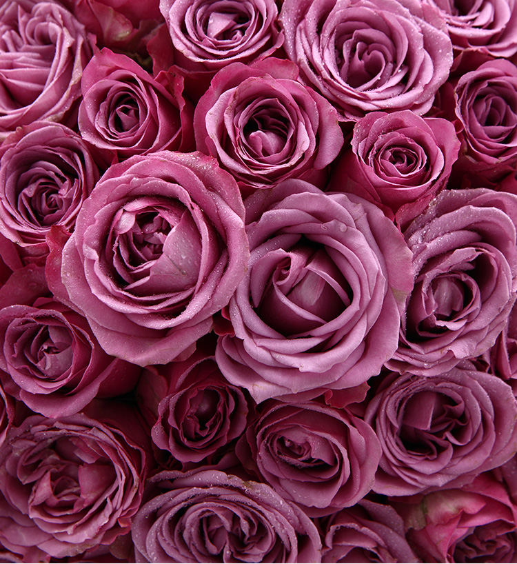 Je t'accompagne pour toujours/99 roses violettes de beauté froide