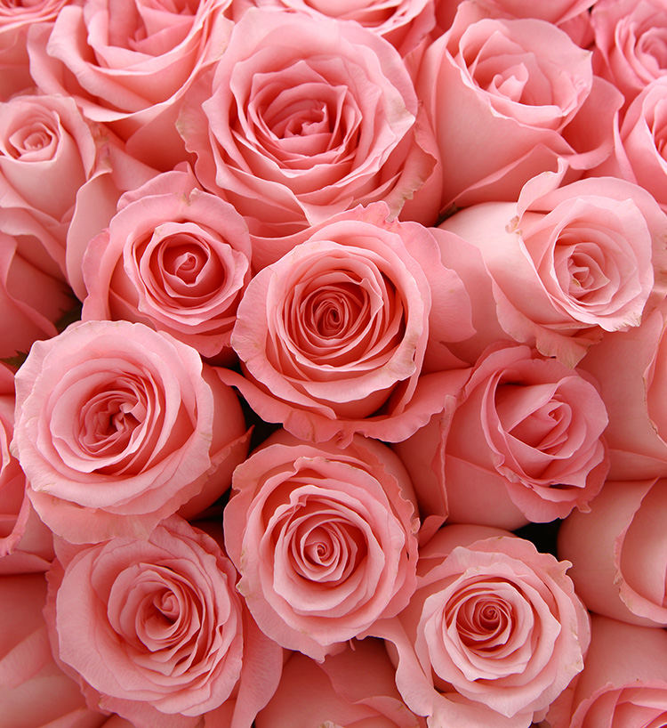 Romance éternelle/108 roses roses