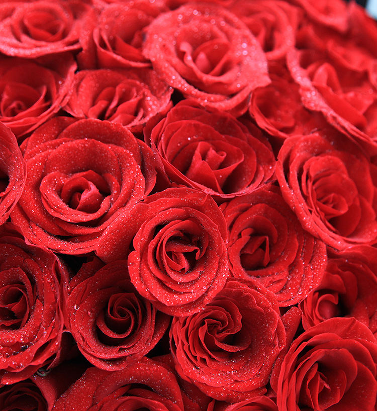 Romance éternelle/108 roses