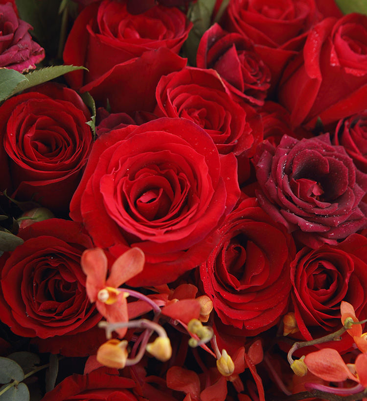 Bear Hug Bouquet &amp; I Love You/33 Corollas, 3 Red Cordyceps Leaves, 7 Chiyoda Orchids, 1.5 Bunches of Big Red Multi-Headed Roses