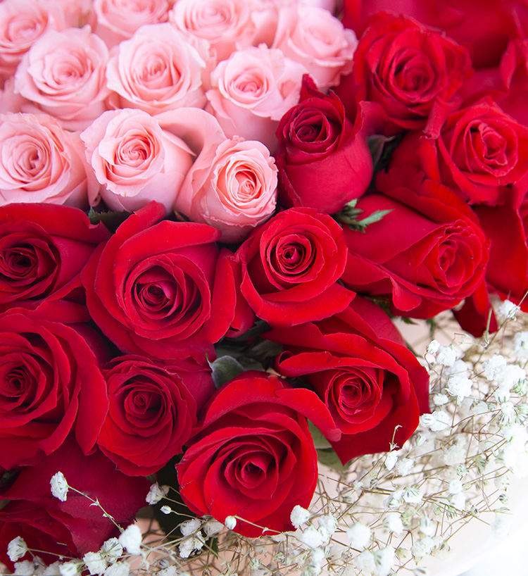 Je t'aime de tout mon cœur / 99 roses