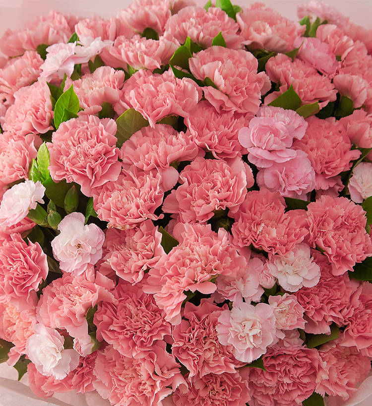 Sentiments chaleureux/66 œillets roses