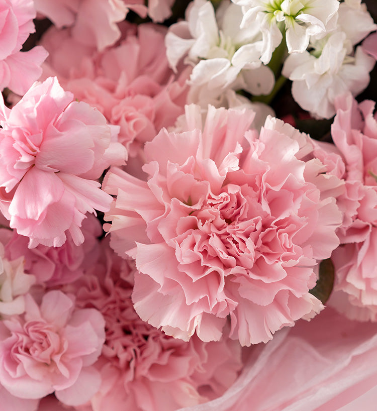 Gentle Time/Œillet en fleurs de cerisier + Œillet multi-têtes + Violette