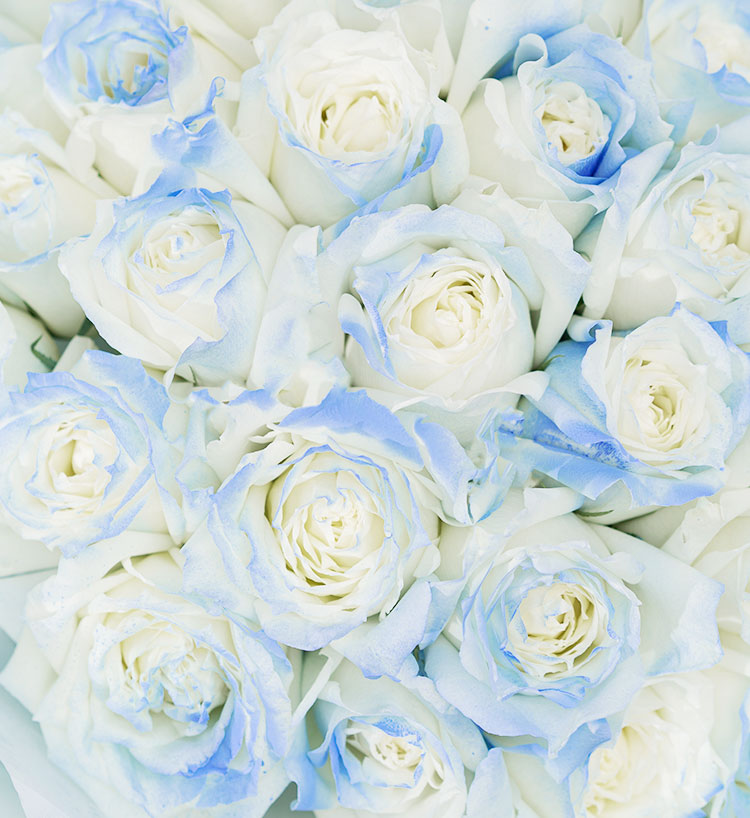 Mer étoilée/33 roses bleues glacées brisées
