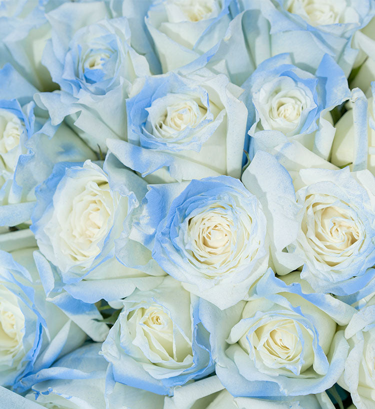 Mer étoilée/52 roses bleues glacées concassées