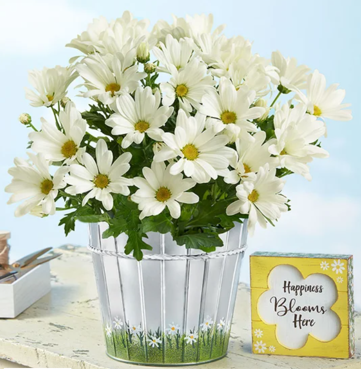 Joyeuse marguerite 