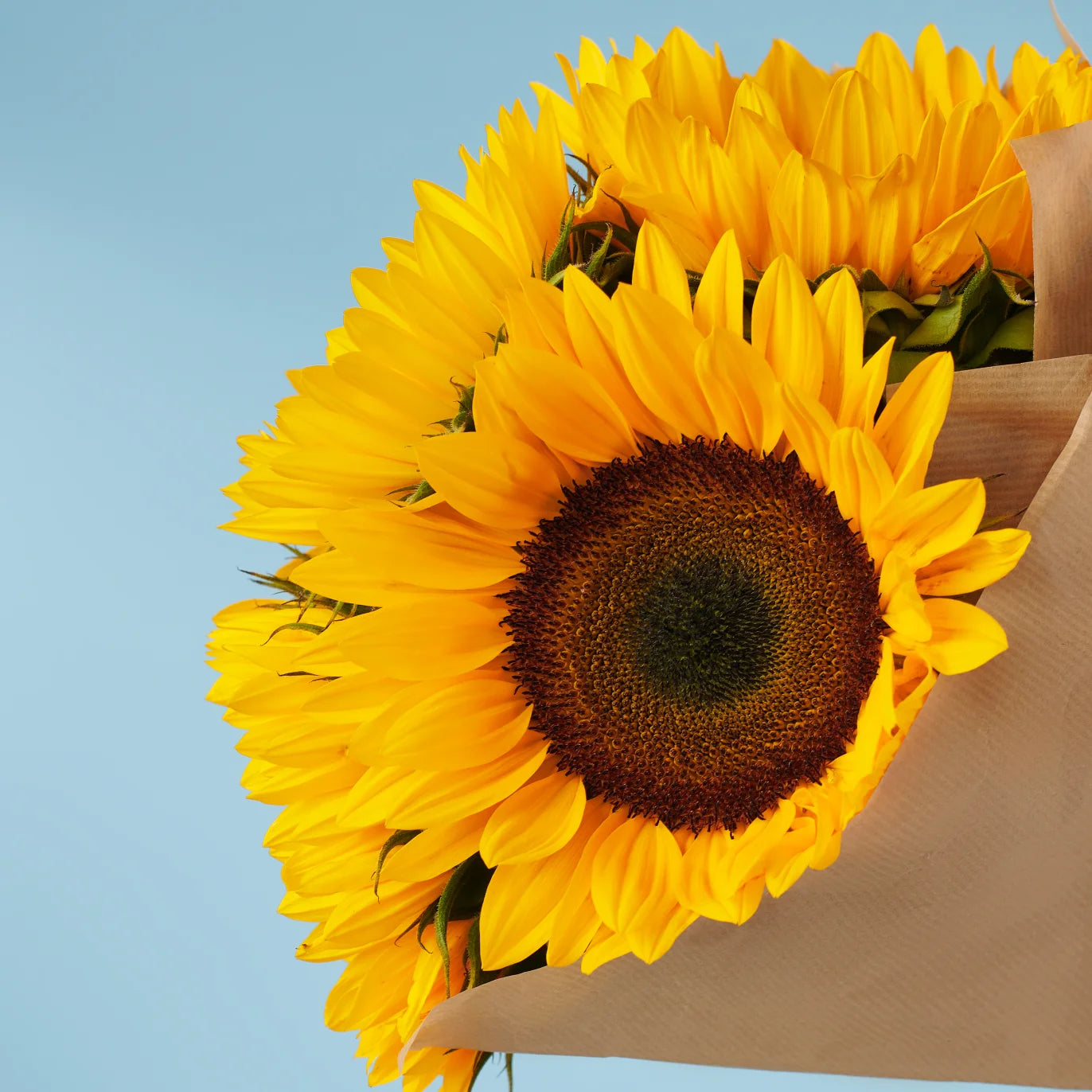 Joyeux anniversaire/5 tournesols
