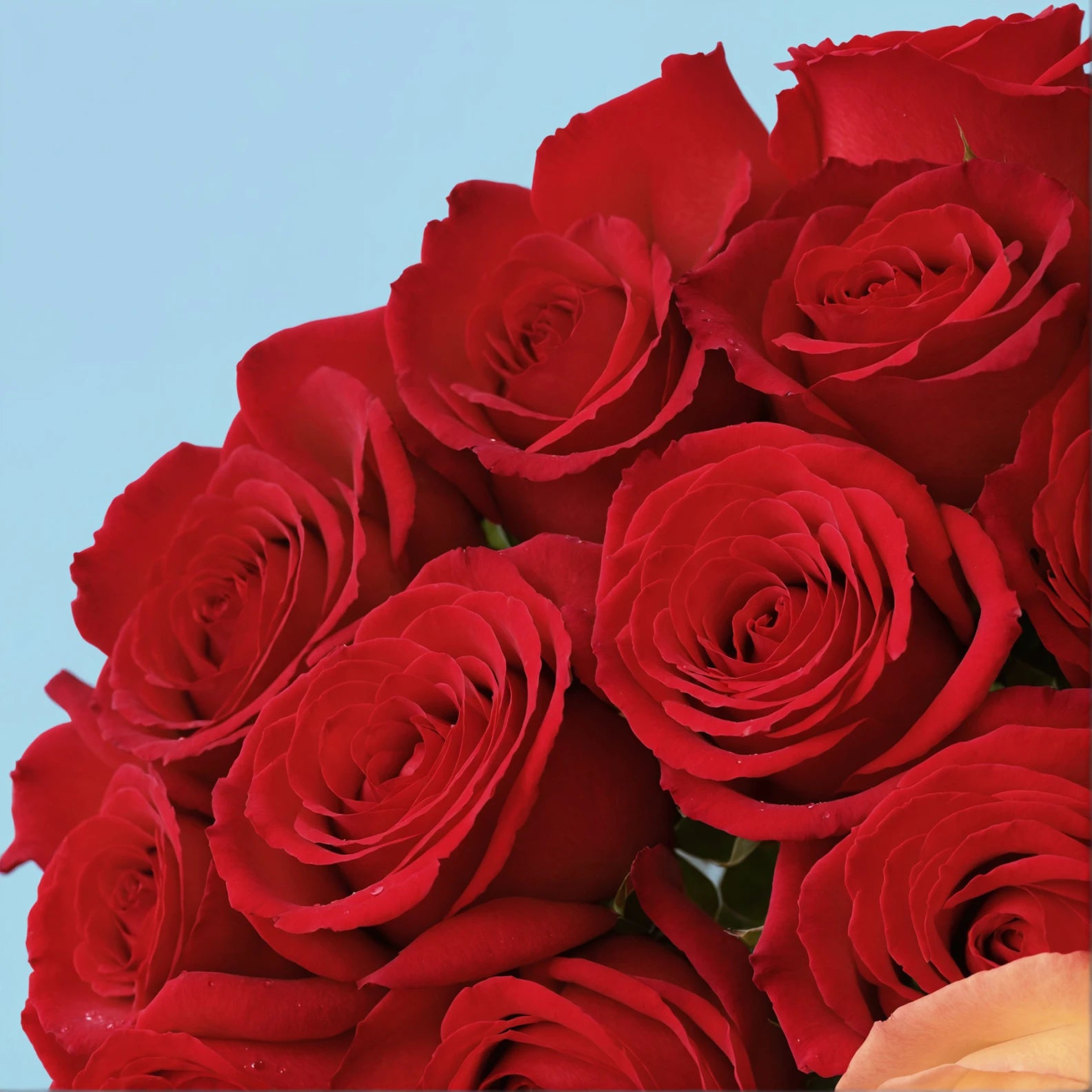 Roses rouges/20