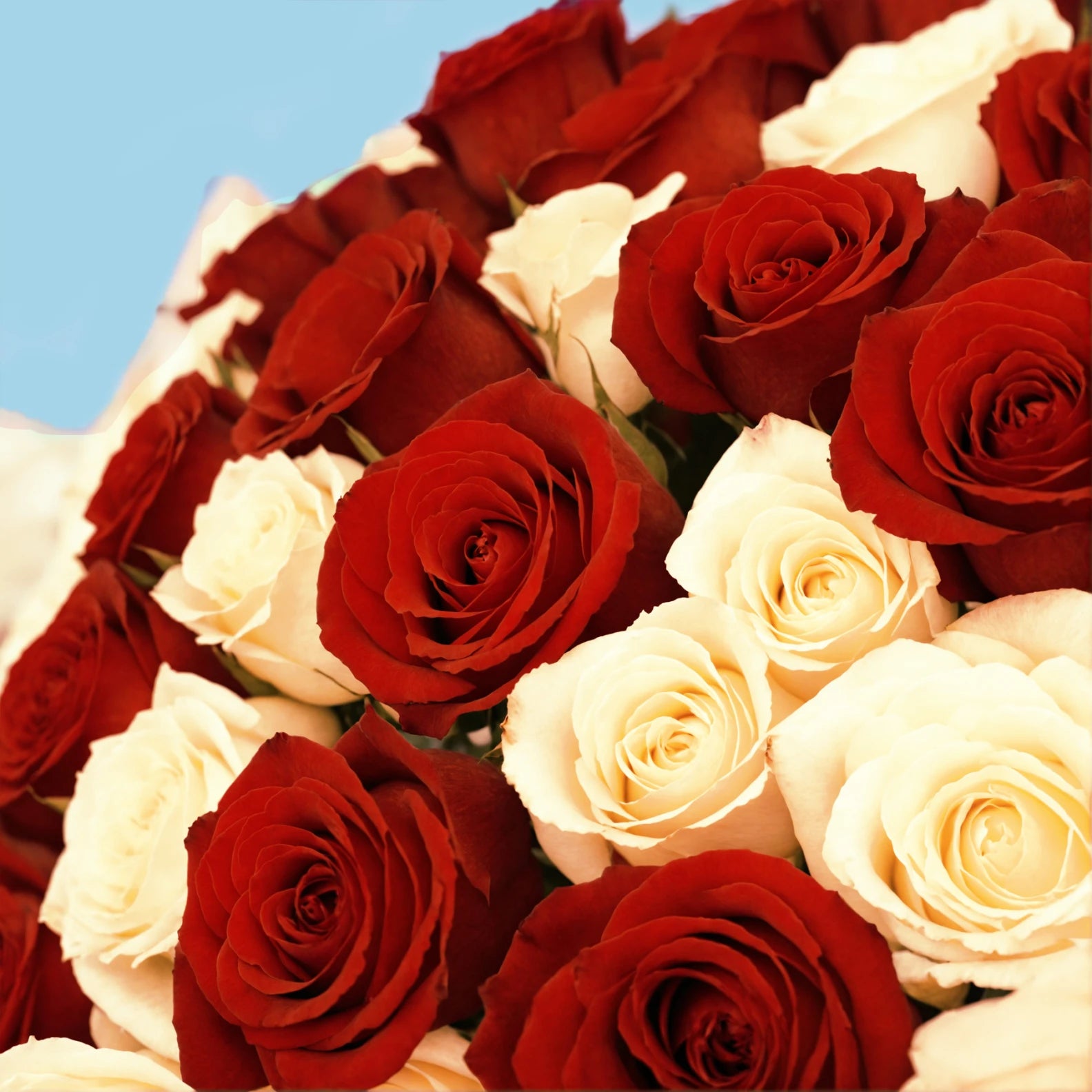 True Choice/Mélange de 35 roses