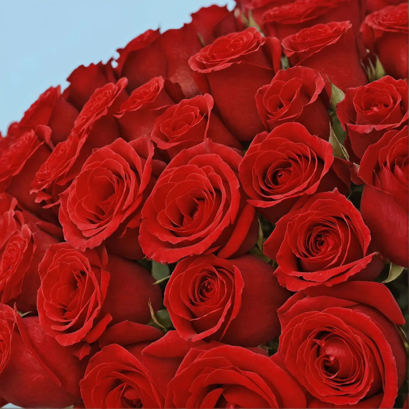 Love Red Rose/99 pièces